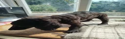 Cockapoo dogs for sale:  Cockerpoo f2 Last little girl. - Advert 16