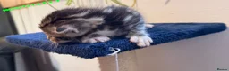 Bengal cats for sale: Stunning Bengal Kittens | TICA Bloodlines - Advert 4