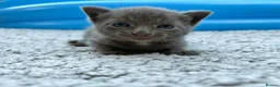British Shorthair cats for sale: ❤ Beautiful Kittens ❤ – Ready for Loving Homes ❤ in Hull - Advert 15