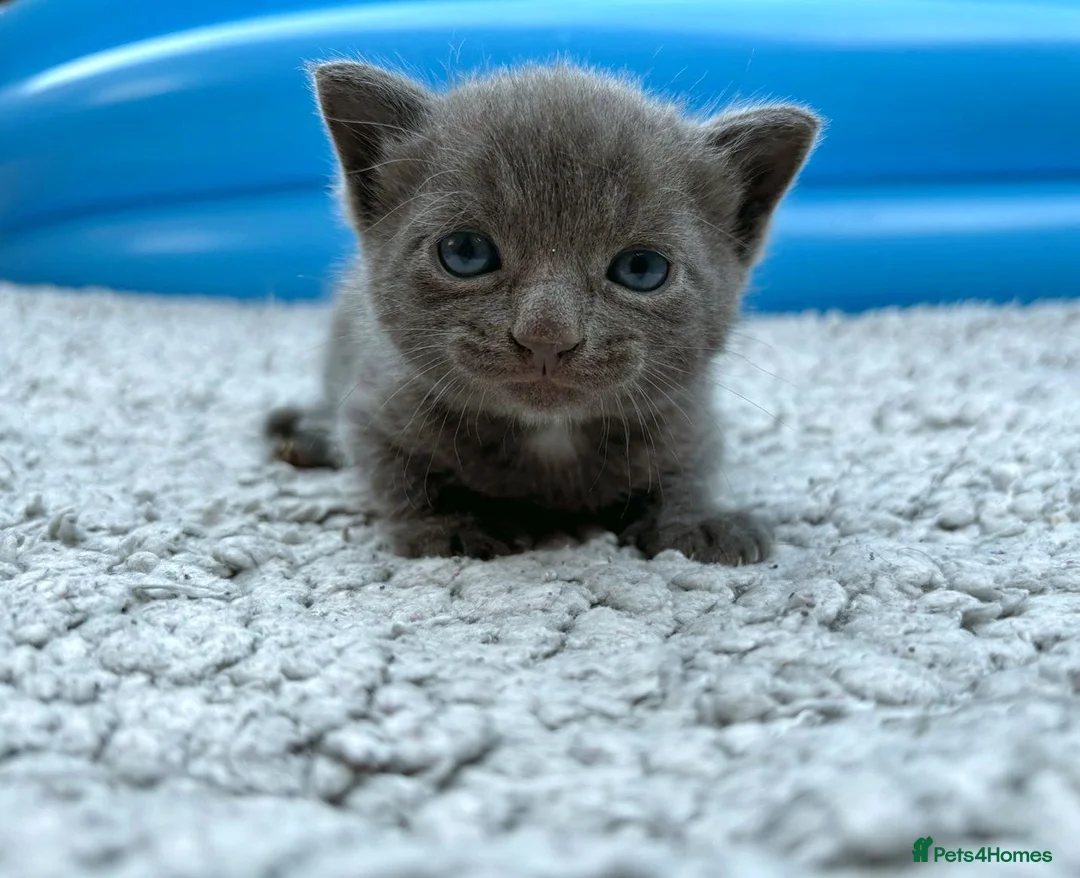 Mixed Breed cats for sale: ❤ Beautiful Kittens ❤ – Ready for Loving Homes ❤ - Advert 17