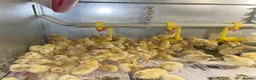 Quail poultry for sale: Any ages English White, Estonian breeds of quails  - Advert 7