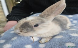 Mini Lop rabbits for sale: 4 gorgeous mini lop boys - Image 13