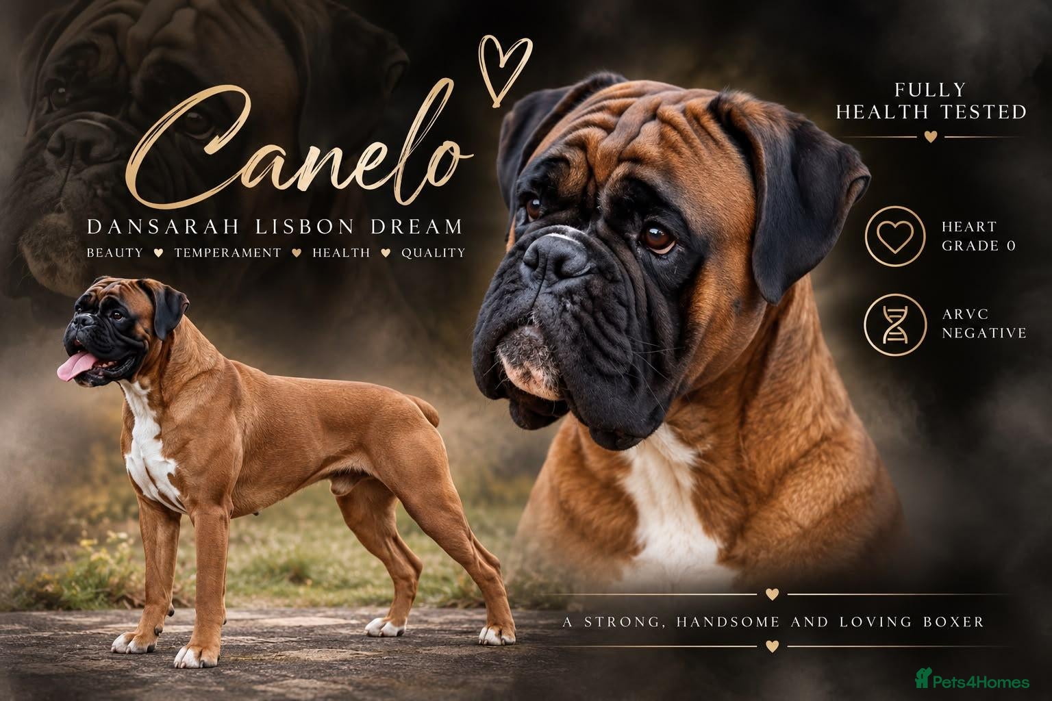 Boxer dogs PROVEN KC REG 0 HEART SCORE BOXER STUD - Advert 16