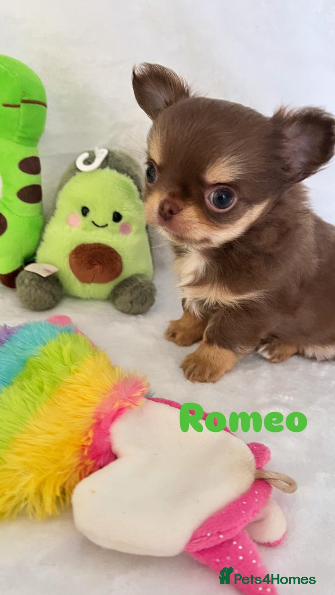 Chihuahua dogs for sale: Gorgeous chocolate Russian lines boy - Image 4