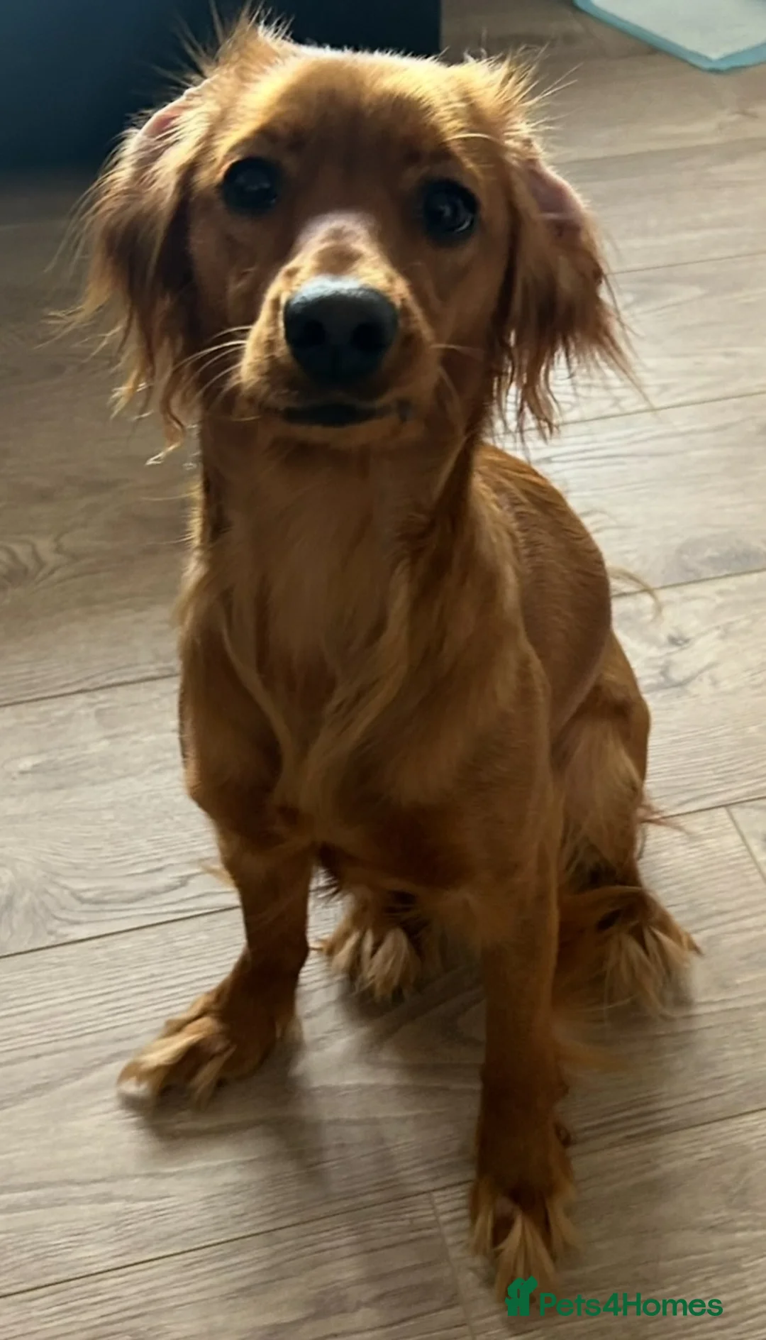 Cockapoo dogs for sale: Apricot Cockapoo Puppy in Coatbridge - Advert 4