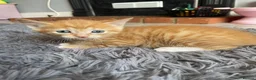 Mixed Breed cats for sale: 3 kittens  - Advert 10