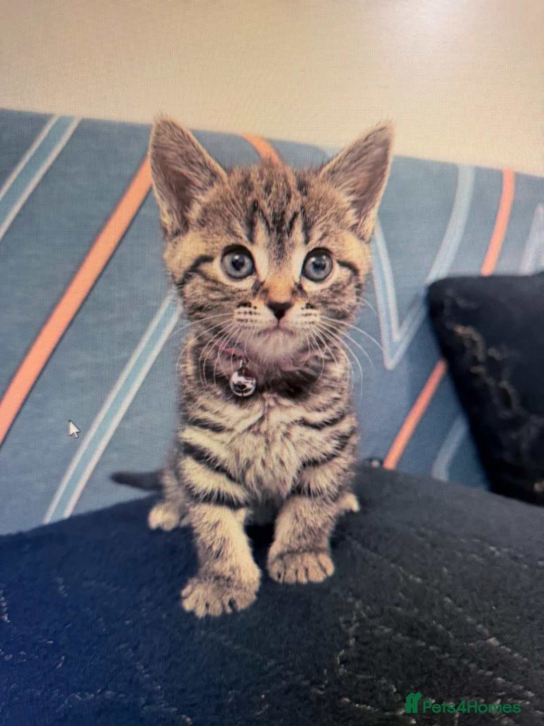 Siamese cats for sale: SIAMESE KITTEN,  - Advert 1