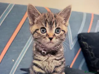 Siamese cats SIAMESE KITTEN, - Advert 3