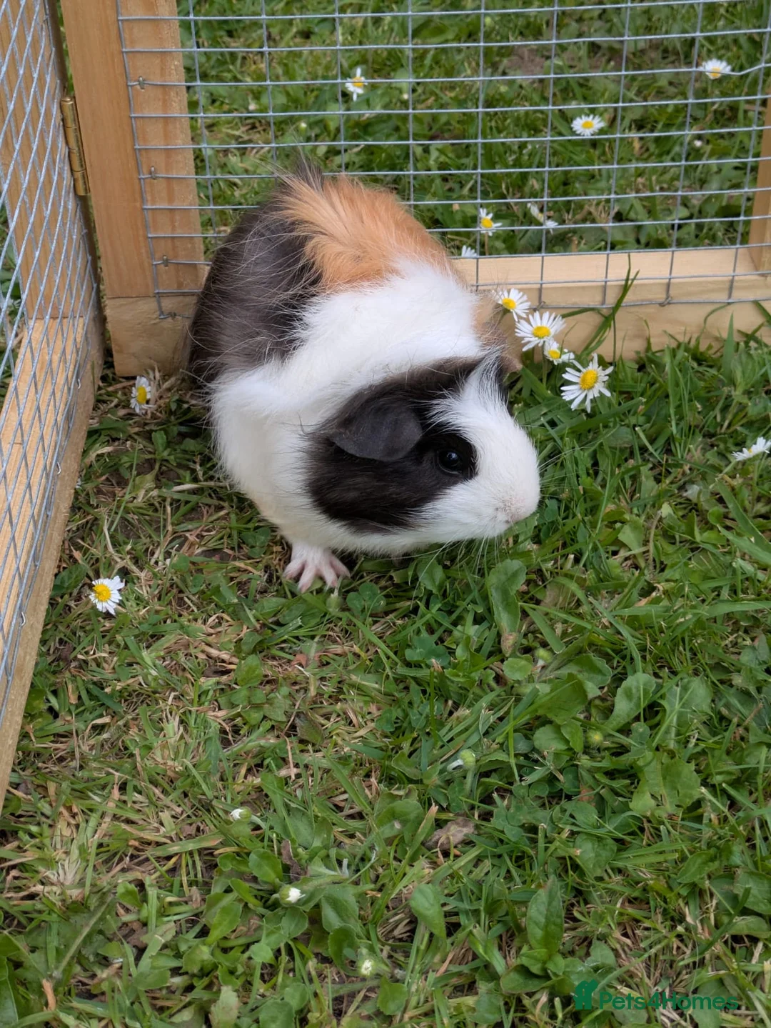 Guinea Pig rodents for sale: Pair of Baby Female Guinea Pigs  - Advert 2