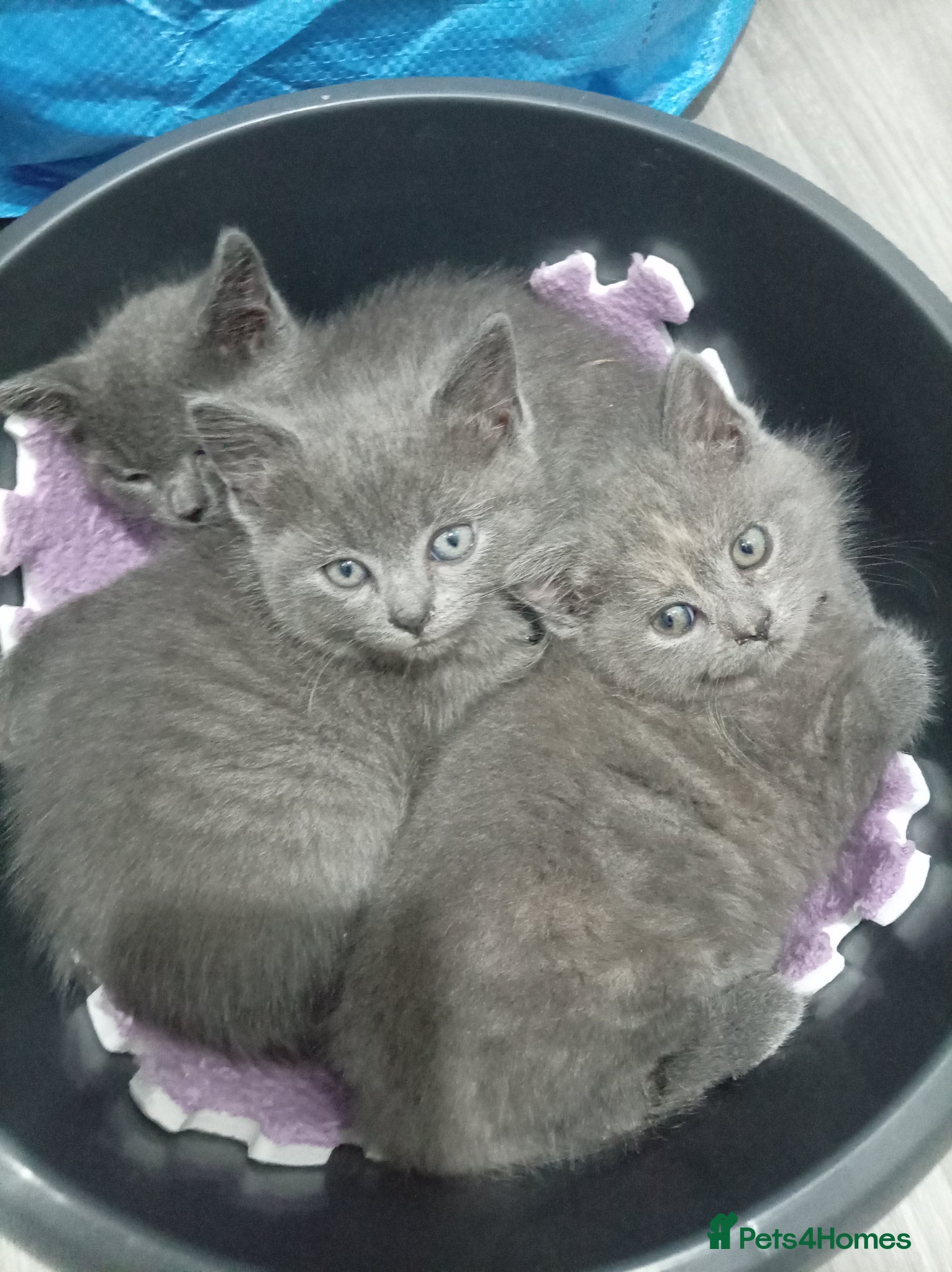 Mixed Breed cats Adorable Kittens for Sale – 2 Boys, 1 Girl  - Advert 13