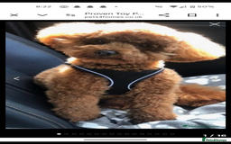 Cockapoo dogs for sale: Beautiful f1b cockerpoos  - Image 6