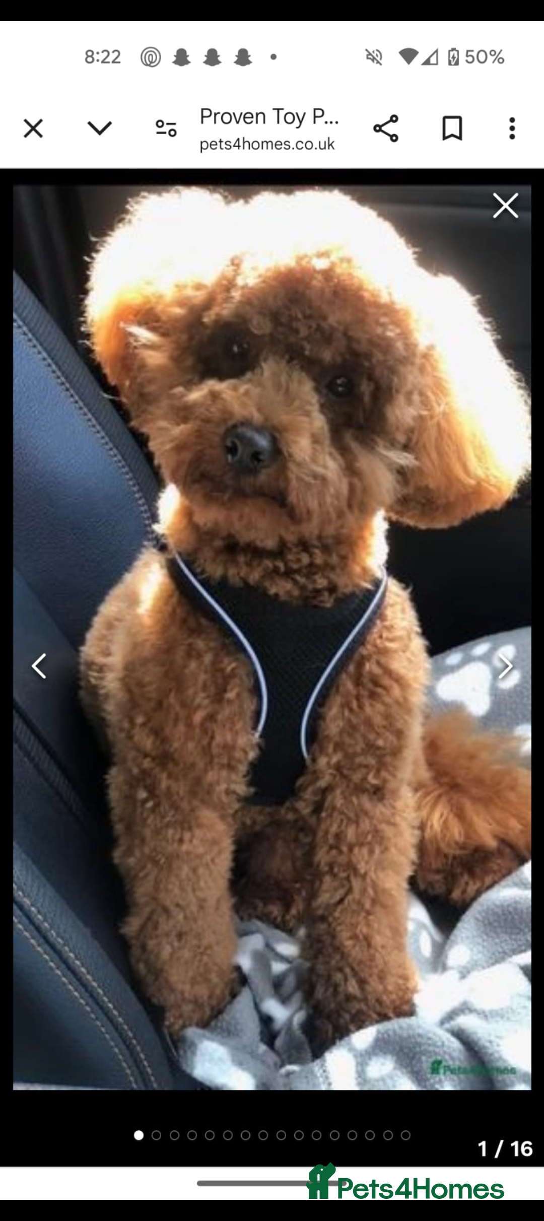 Cockapoo dogs for sale: Beautiful f1b cockerpoos  - Image 6
