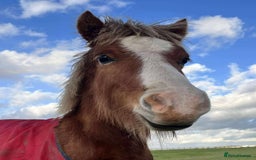 Welsh Section A horses for sale: Tame Gelding etm 11.2hh Kids Lead Rein Riding Pony - Advert 2