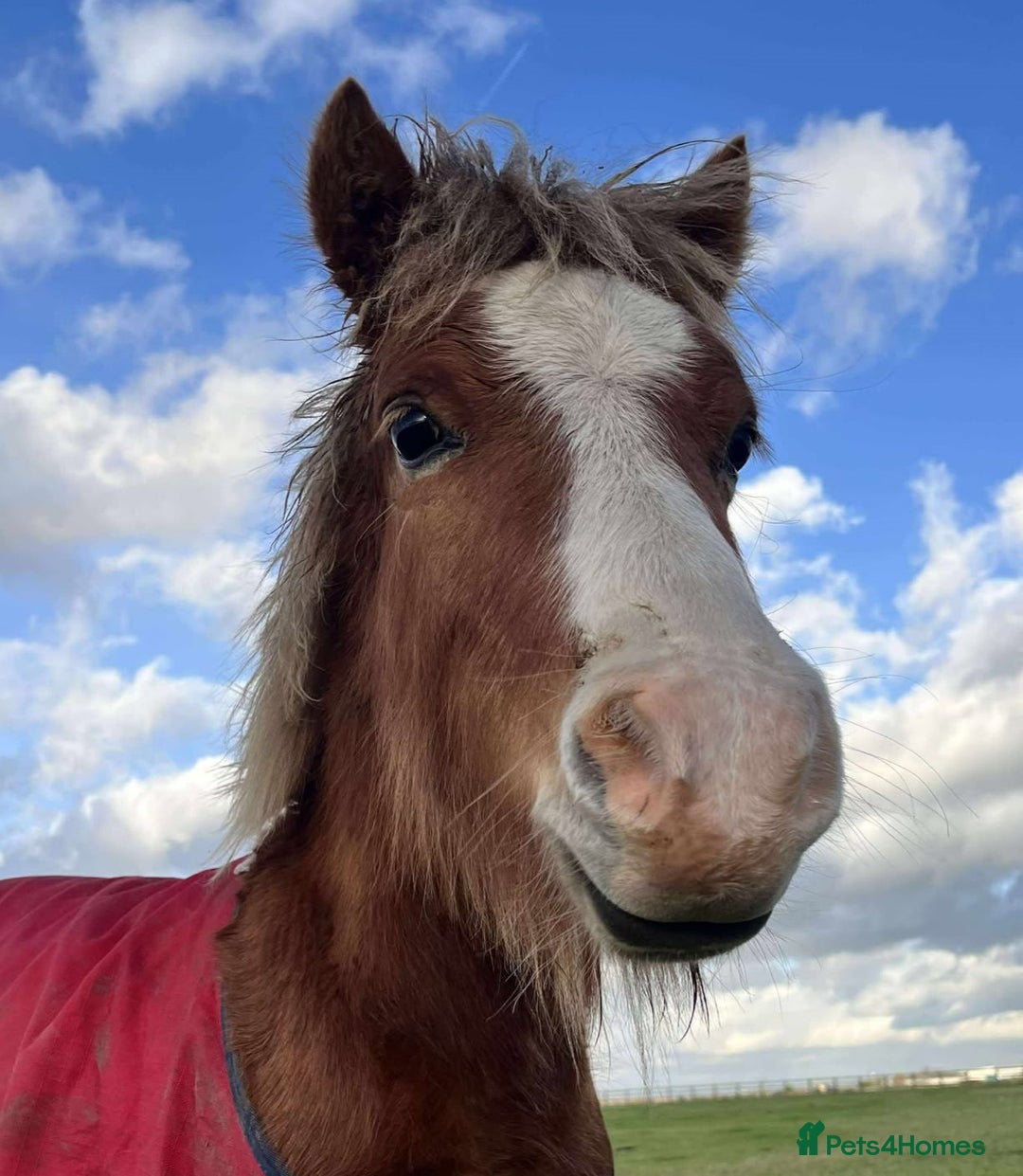 Welsh Section A horses for sale: Tame Gelding etm 11.2hh Kids Lead Rein Riding Pony - Advert 2