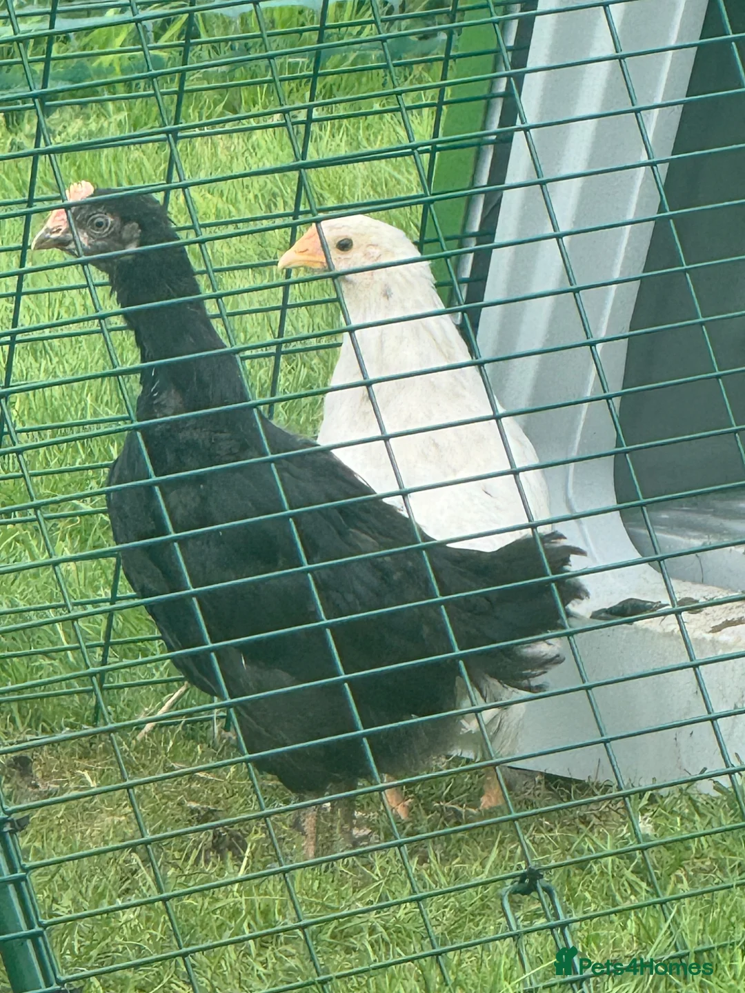 Chickens poultry for sale: Young cockeral exchequer leghorn cross olive egger in Chester - Advert 1