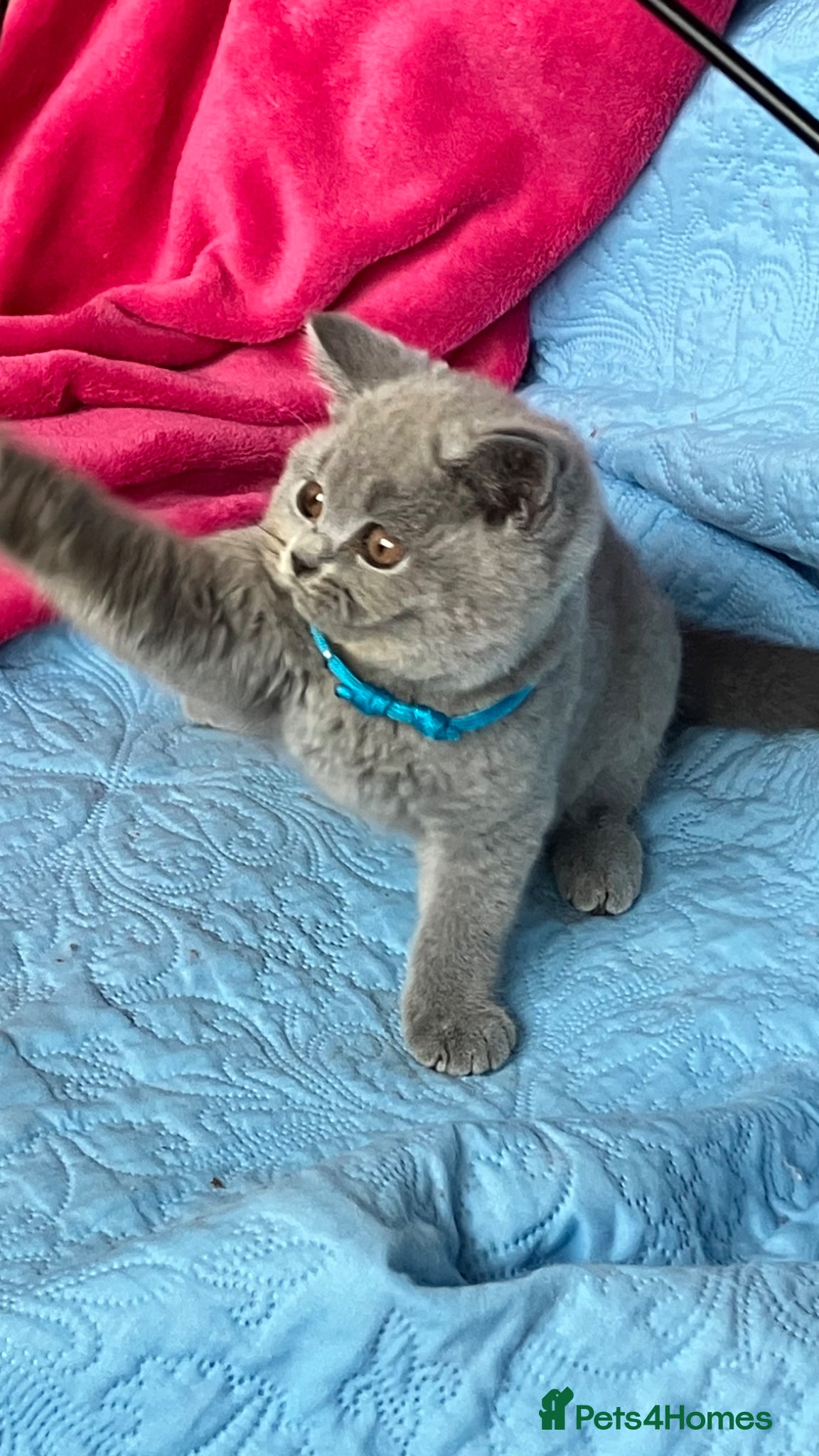 British Shorthair cats GCCF🏆ChampionBloodline 5GENpedigree BSHblue/lilac - Advert 15