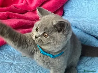 British Shorthair cats GCCF🏆ChampionBloodline 5GENpedigree BSHblue/lilac - Advert 15