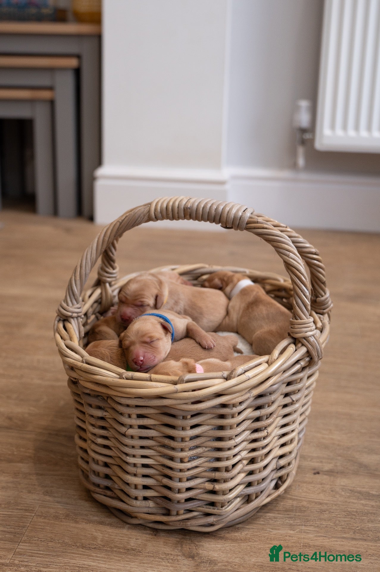Goldador dogs 6 Beautiful Goldador Puppies - Advert 1