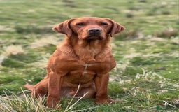 Labrador Retriever dogs for sale: Fox Red Labrador Retriever KC Registered puppies in Wetherby - Image 22