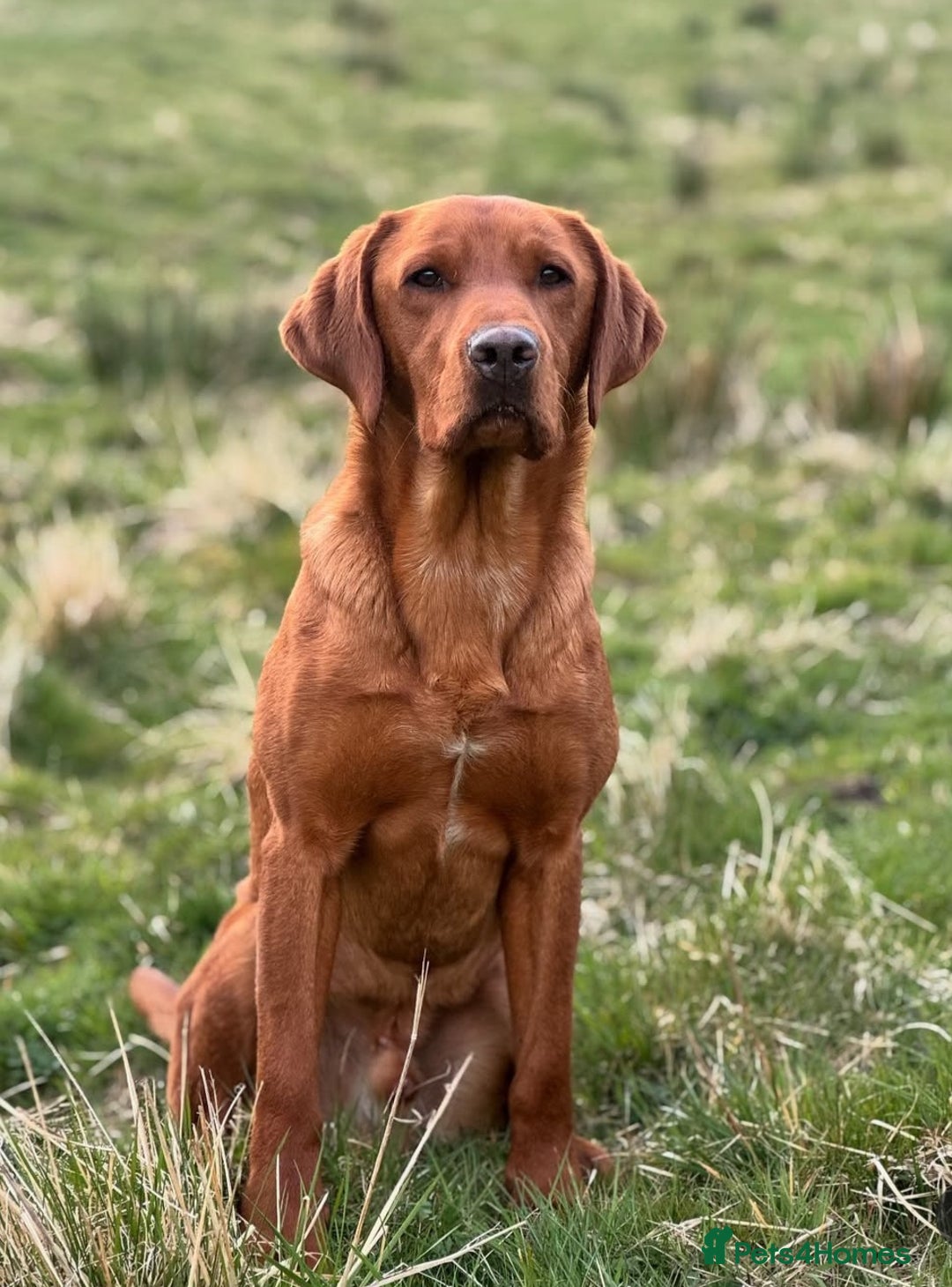 Labrador Retriever dogs for sale: Fox Red Labrador Retriever KC Registered puppies in Wetherby - Image 22