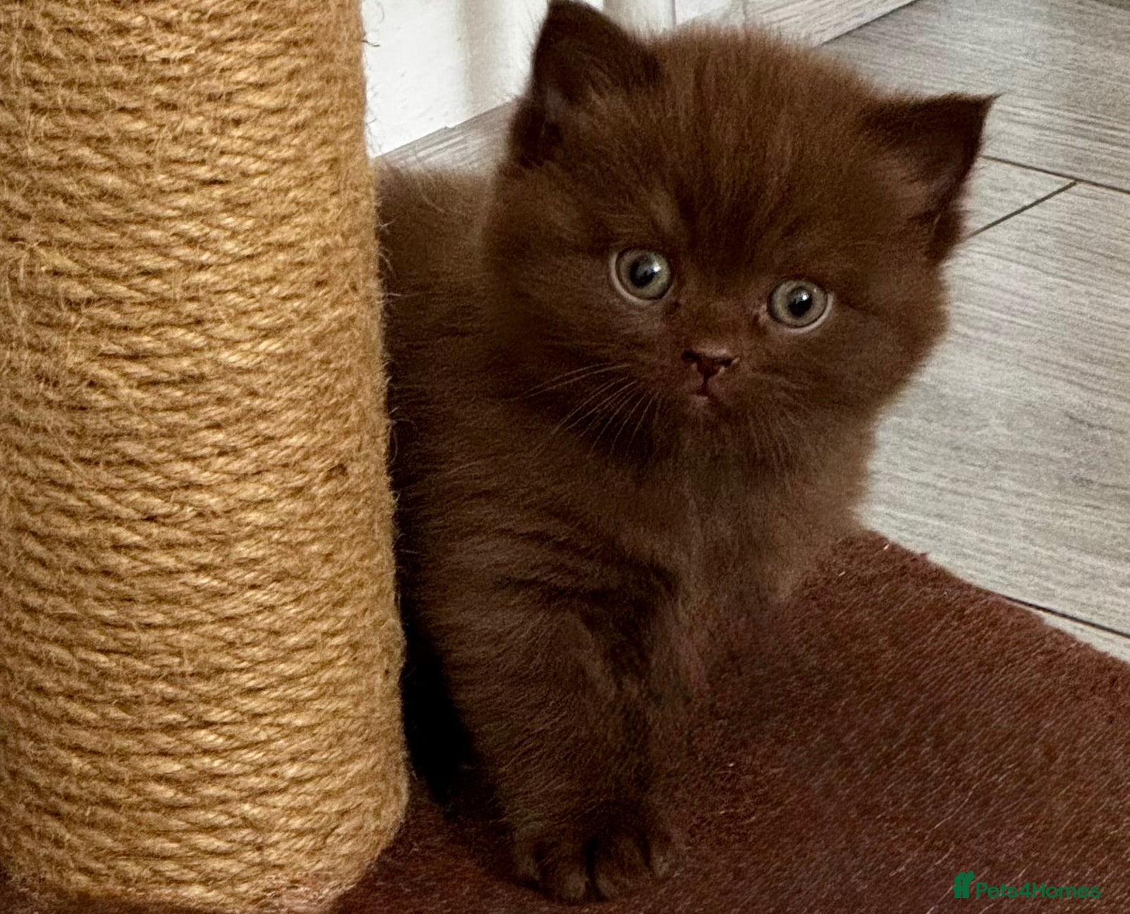 British Shorthair cats British shorthair kittens  - Advert 2