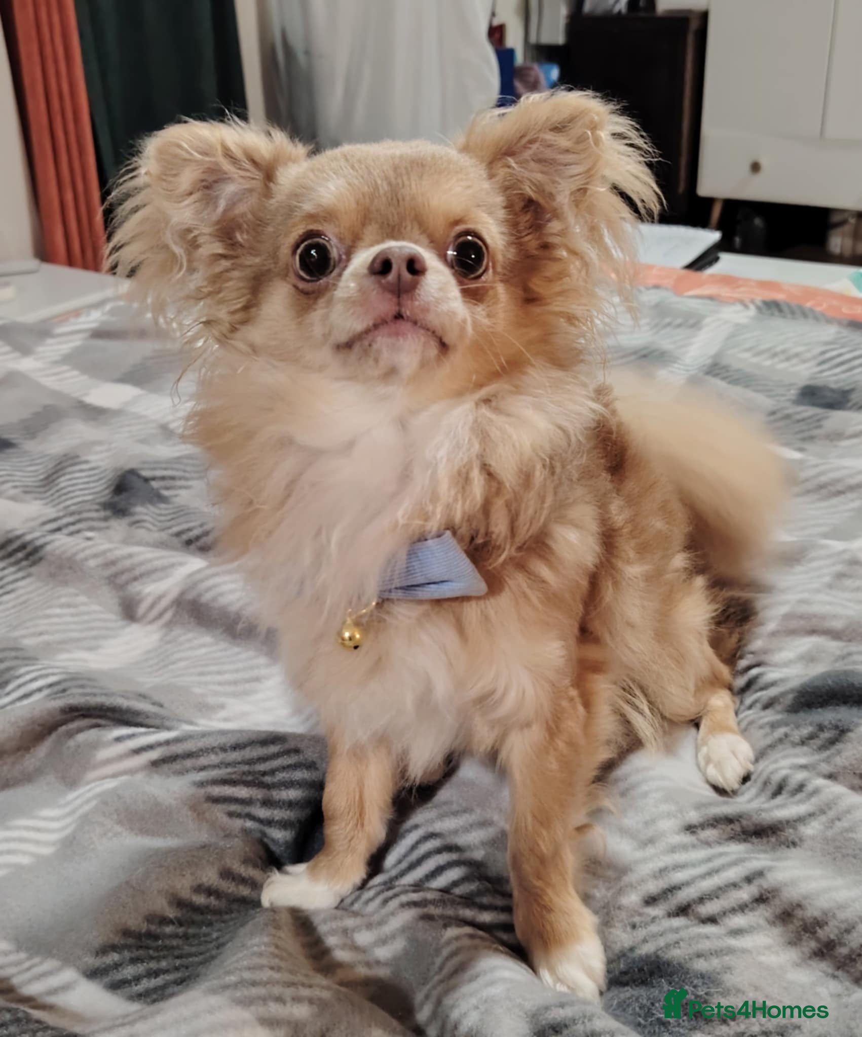 Chihuahua dogs Tiny russian/Thai kc lc chihuahua stud lilac fawn - Advert 11