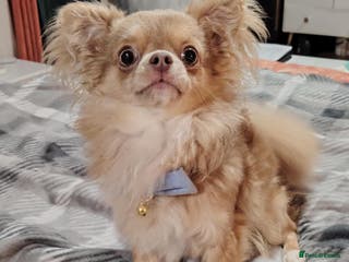 Chihuahua dogs Tiny russian/Thai kc lc chihuahua stud lilac fawn - Advert 4