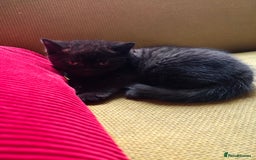 Scottish Fold cats for sale: 4 lovely kittens looking for new family  - Image 12
