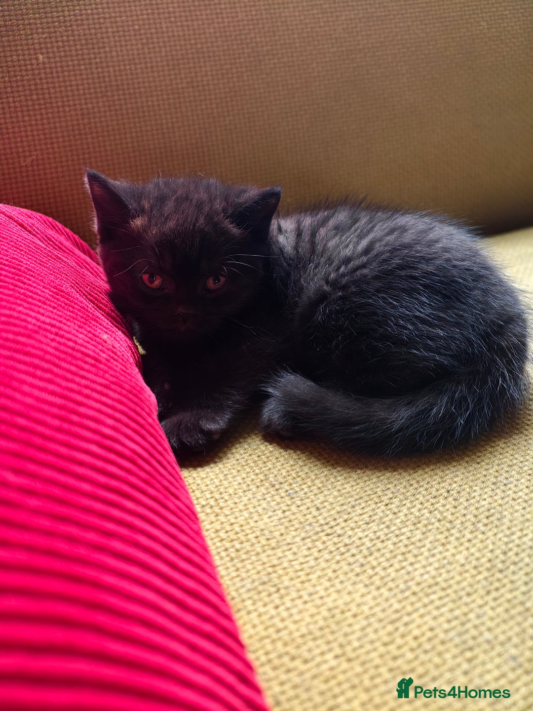 Scottish Fold cats for sale: 4 lovely kittens looking for new family  - Image 12