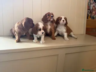 Cavalier King Charles Spaniel dogs E ** te** Health Tested Bleinham/Ruby Cavaliers - Advert 13