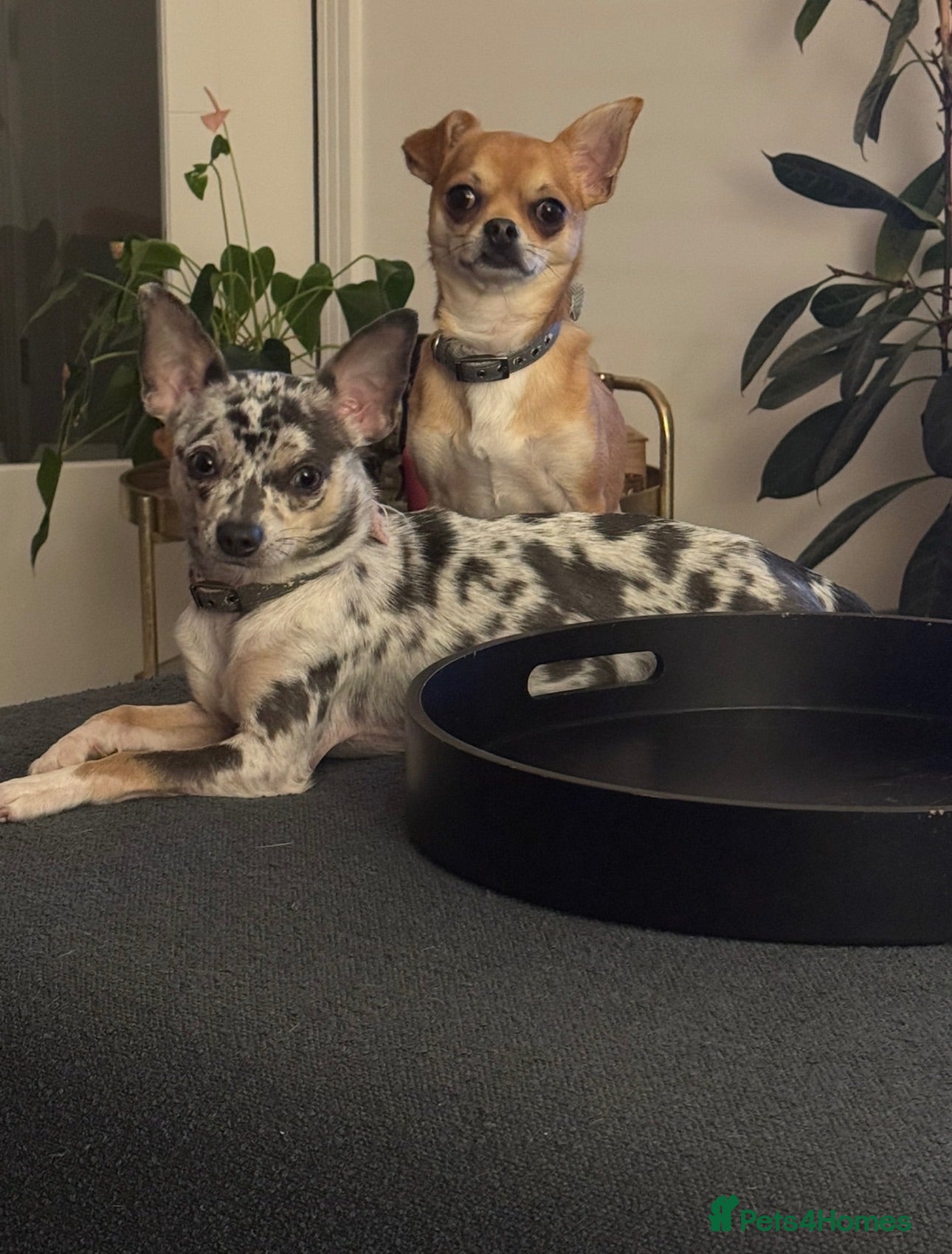 Chihuahua dogs Two Beautiful Bonded Chihuahuas  - Advert 2
