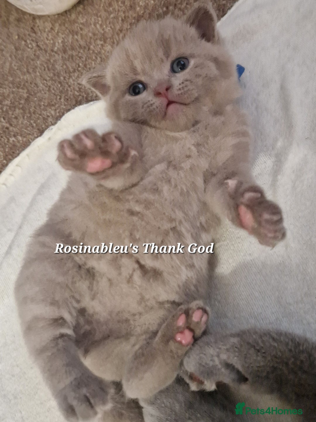 British Shorthair cats for sale:  Gccf British shorthair kittens champion lines 🏆 - Advert 15