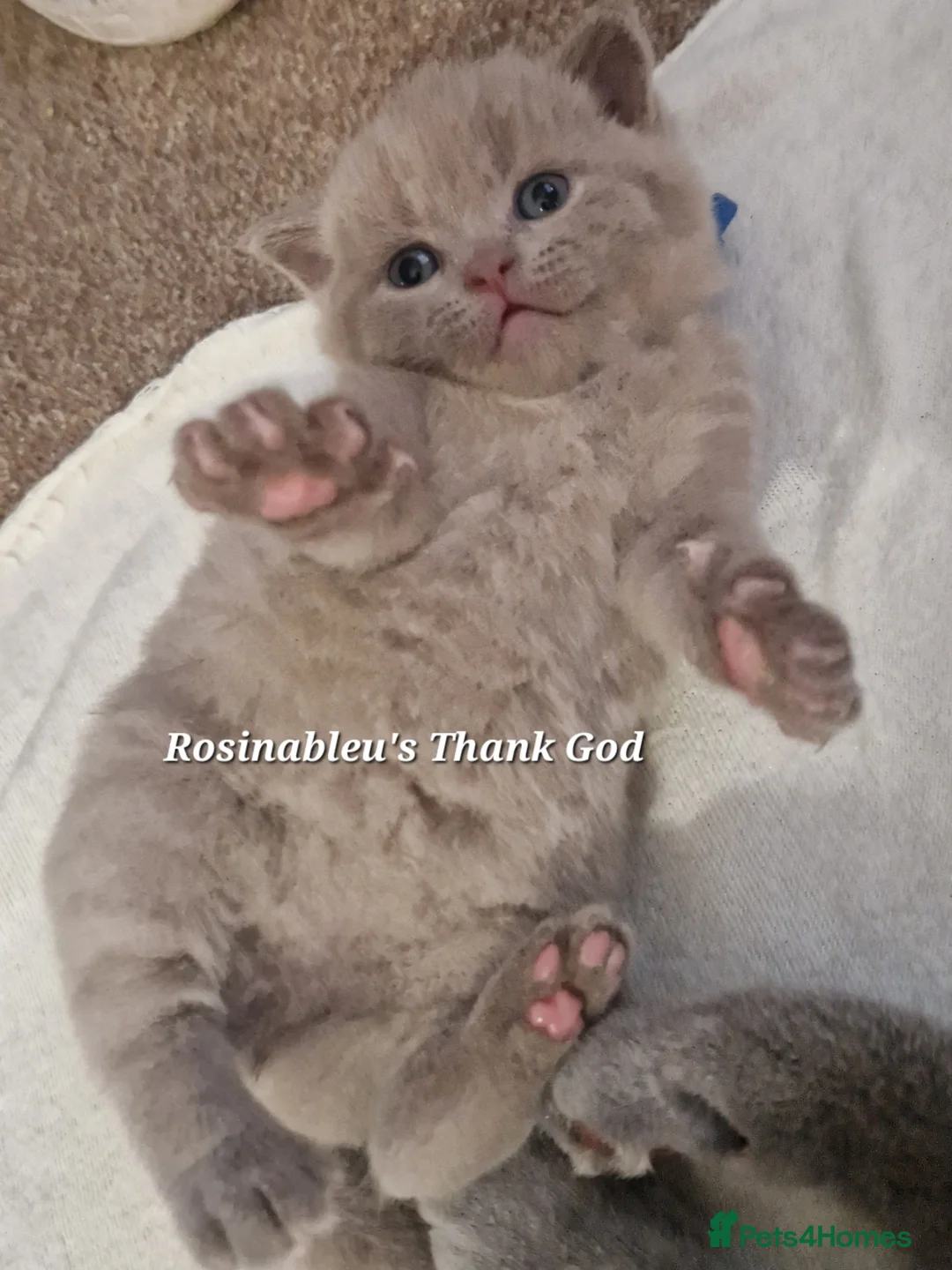 British Shorthair cats for sale:  Gccf British shorthair kittens champion lines 🏆 - Advert 20