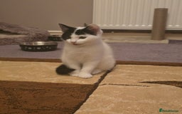 Domestic Shorthair cats for sale: Black and white Kitten come with  ** s  - Image 3