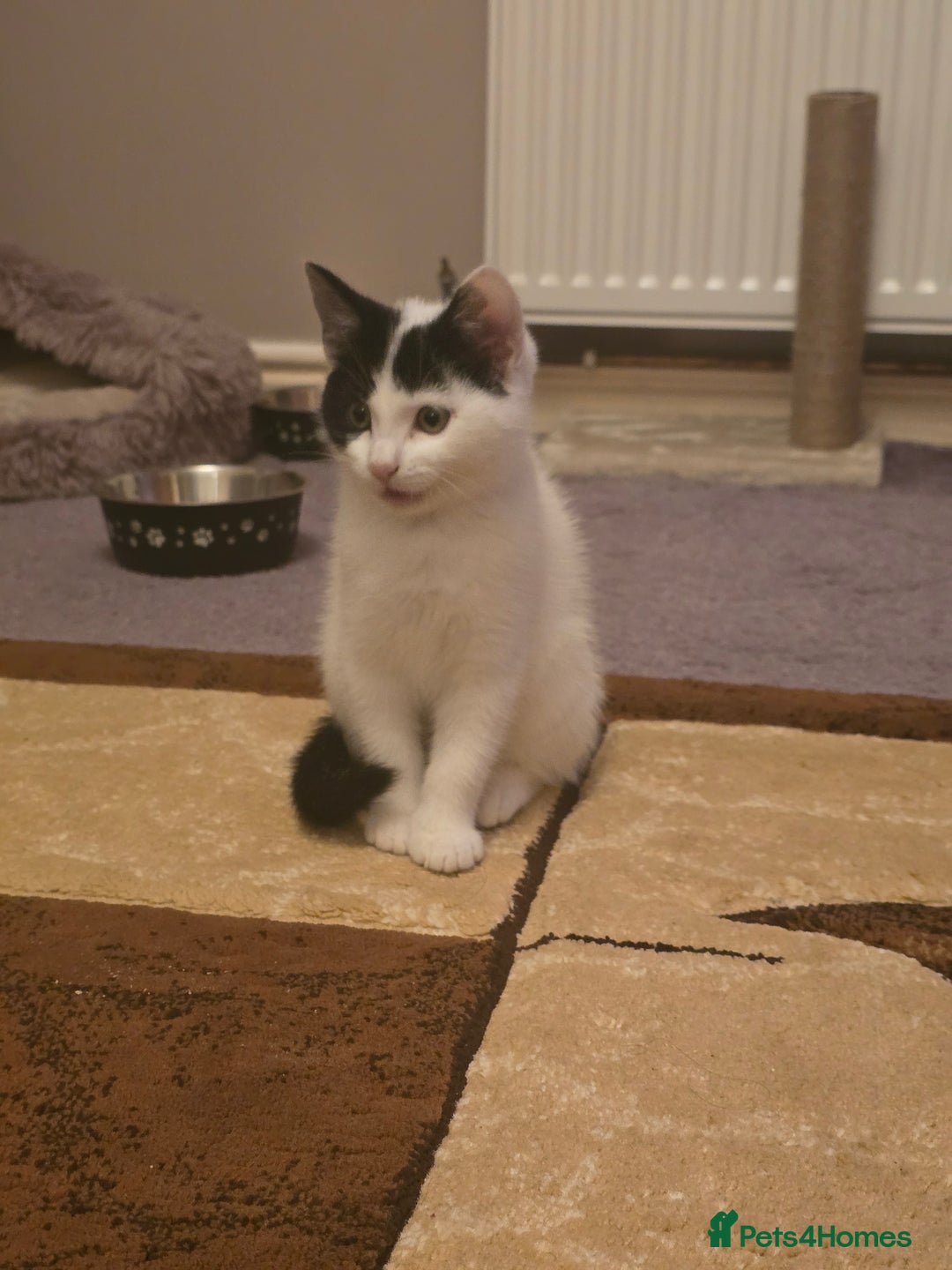 Domestic Shorthair cats for sale: Black and white Kitten come with  ** s  - Image 3