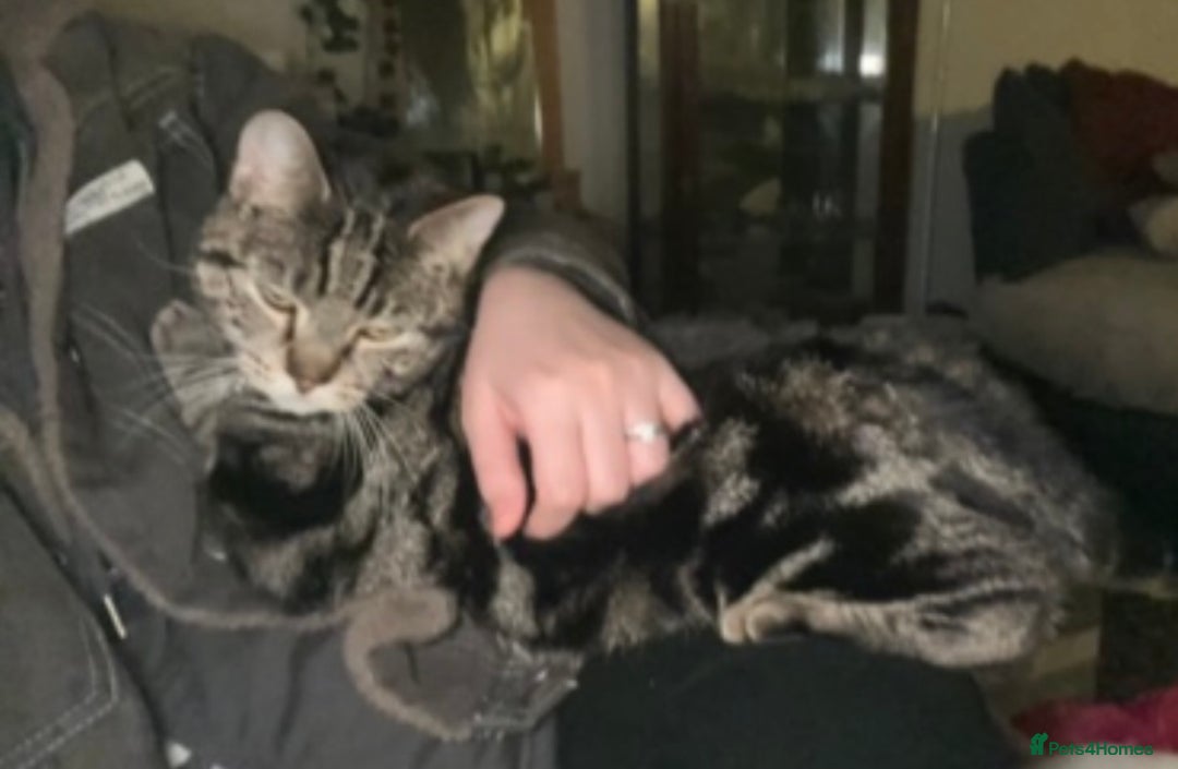 Domestic Shorthair cats for sale: Looking for a loving home for our loved male cat. - Image 8