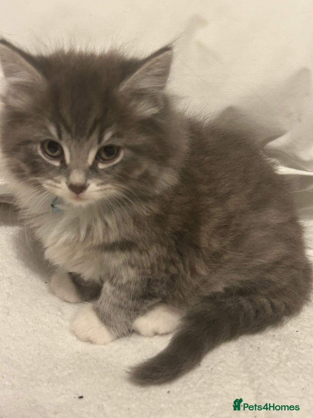 Mixed Breed cats for sale: Mixed breed - Advert 1