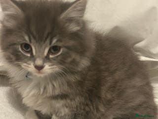 Mixed Breed cats Mixed breed - Advert 2