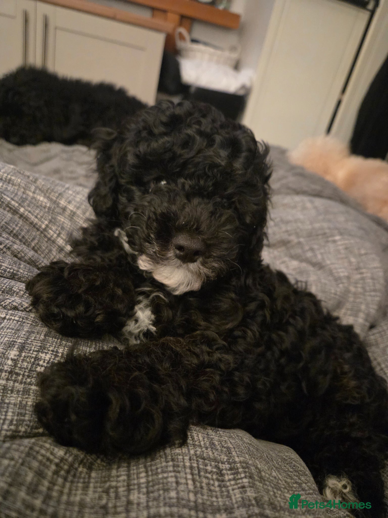 Cavapoo dogs 3 beautiful Cavapoo F1b available  - Advert 7