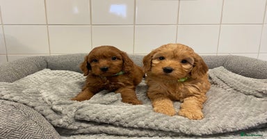 Cockapoo dogs - Advert 8