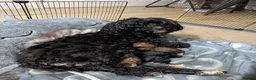 Mixed Breed dogs for sale: Adorable Cavapoo/Cockapoo Puppies - Advert 3