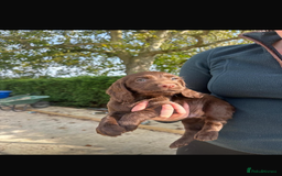 Cocker Spaniel dogs for sale: Cocker spaniel looking for forever home  - Image 2