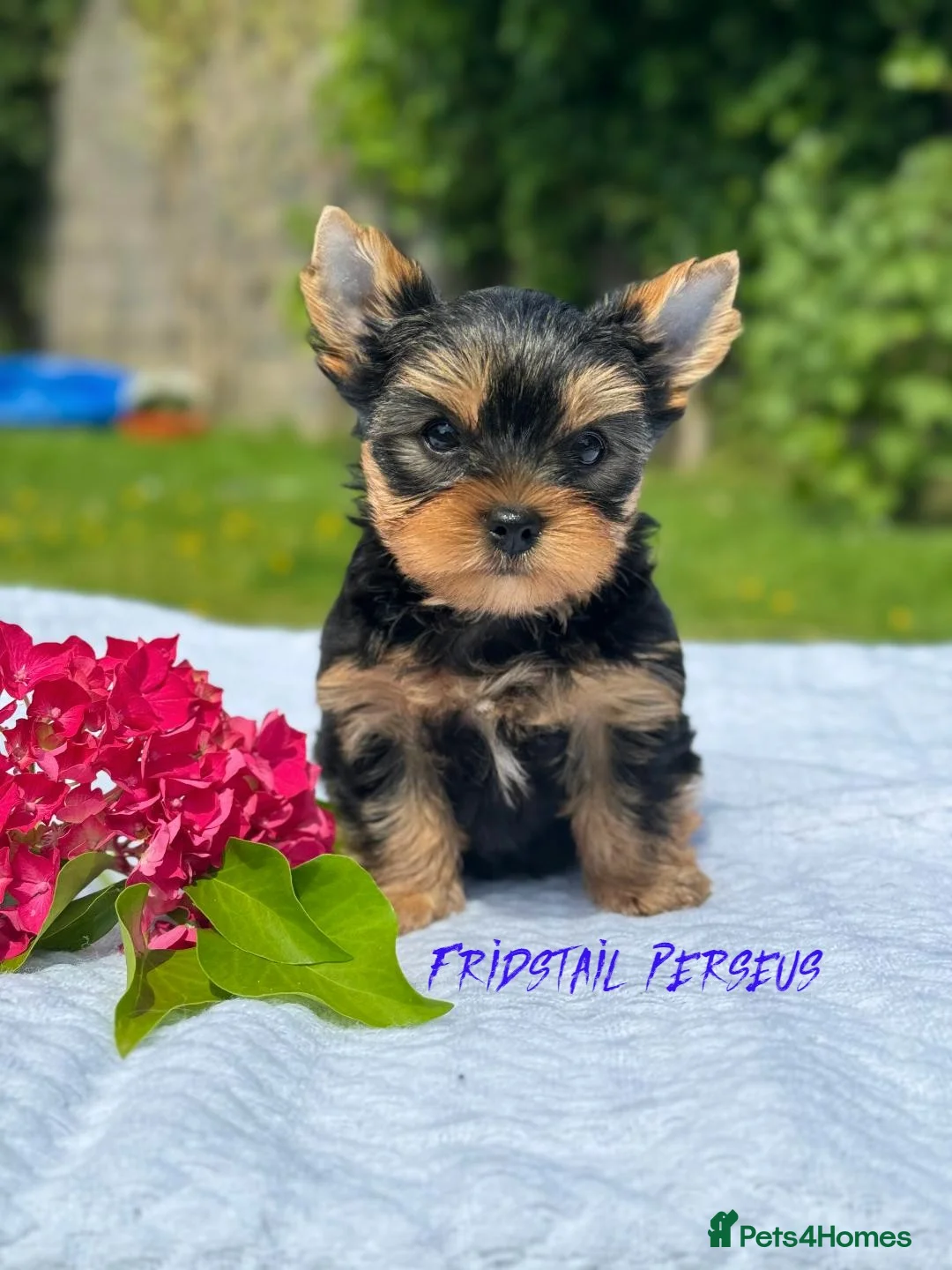 Yorkshire Terrier dogs for stud: Super small Yorkie with short muzzle DNA tested in Sheffield - Advert 23