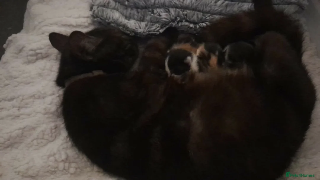 Mixed Breed cats for sale: Mainecoon x calico kittens  in Liverpool - Advert 1