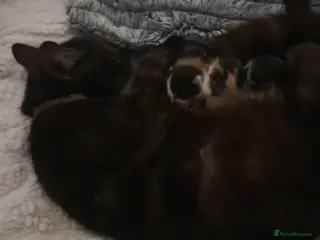 Mixed Breed cats Mainecoon x calico kittens in Liverpool - Advert 1