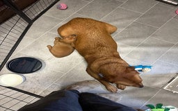 Labrador Retriever dogs for sale: Beautiful Red Fox Labrador Pups – 4 Boys & 4 Girls - Image 6