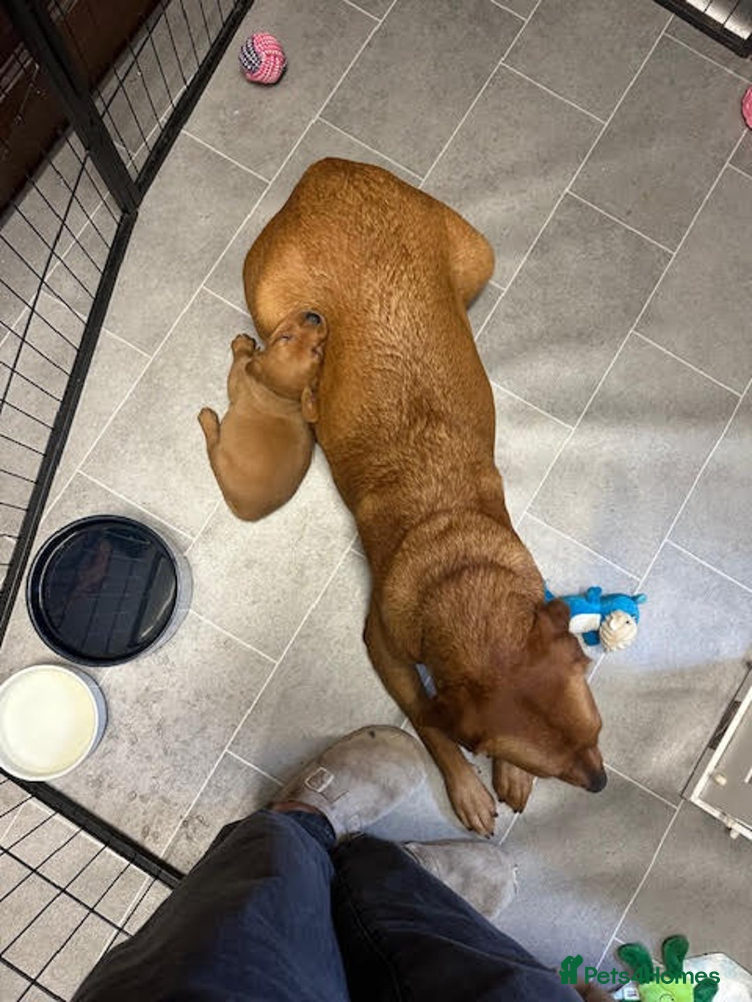 Labrador Retriever dogs for sale: Beautiful Red Fox Labrador Pups – 4 Boys & 4 Girls - Image 6