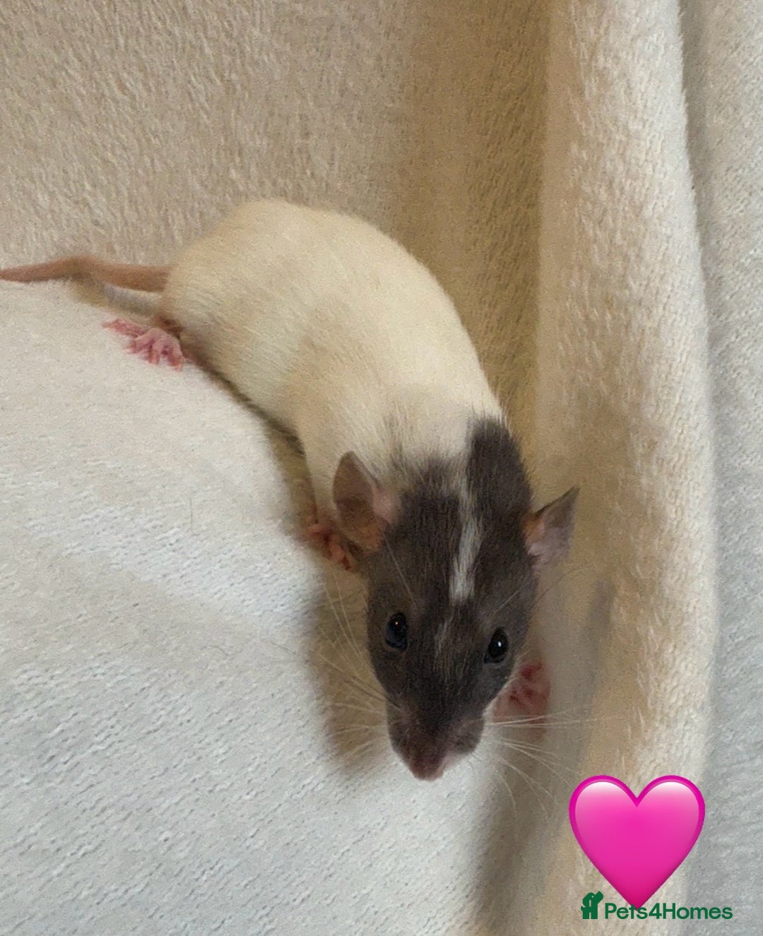 Rat rodents for sale: Baby Dumbo rats for sale - Advert 8