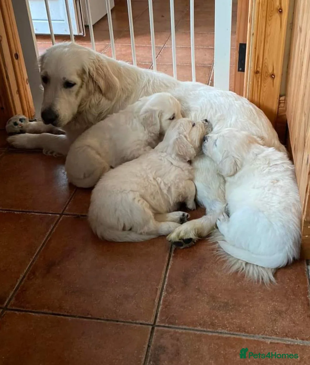 Golden Retriever dogs for sale: Stunning Golden Retriever Puppies in Lymm - Advert 2