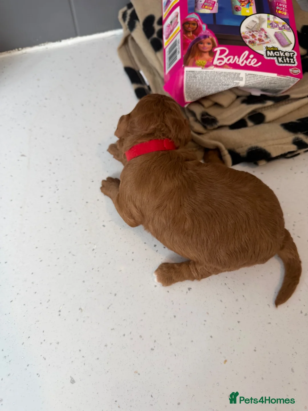 Poodle dogs for sale: Female poodle for sale in Sheffield - Advert 5
